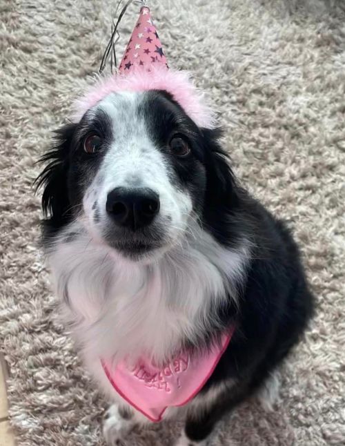 A black and white dog wearing a pink party hat and a pink bandana sits on a fluffy rug, looking at the camera.