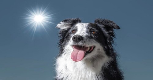 A happy black and white border collie with its tongue out, set against a clear blue sky and a bright sun.