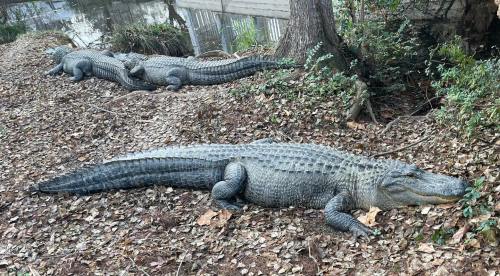Three large crocodiles resting on the ground among fallen leaves near a water source.