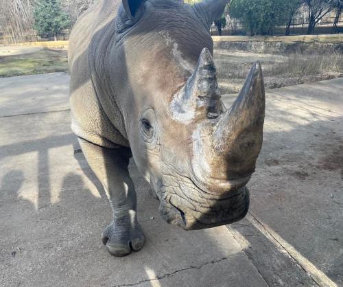 A close-up of a rhinoceros standing on a concrete surface, showcasing its distinctive horn and textured skin.