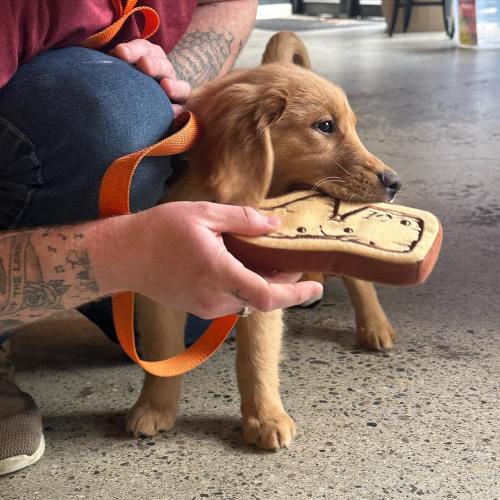 A person holds a dog treat while a puppy curiously looks at it, with a leash attached to the person's wrist.