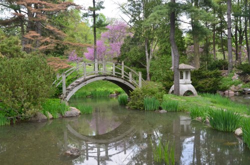 A serene garden scene featuring a wooden bridge over a pond, surrounded by lush greenery and blooming trees.