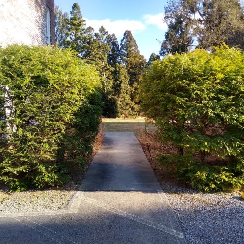 A stone pathway flanked by lush green bushes, leading to a grassy area and tall trees in the background.