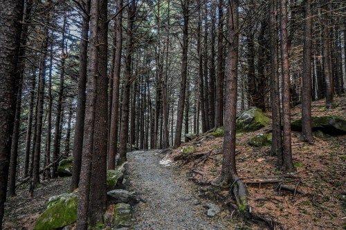 A winding gravel path through a dense forest of tall, slender trees and scattered rocks.