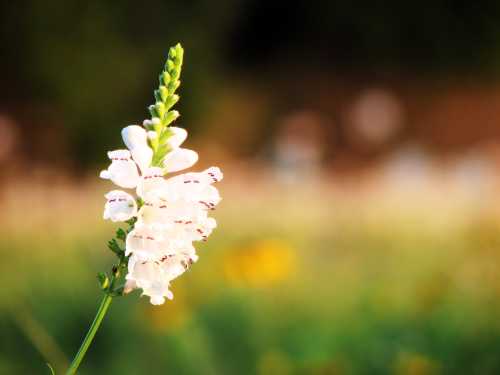 A close-up of a white flower with delicate petals and green stem, set against a blurred natural background.