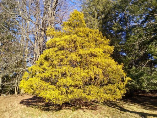 A vibrant yellow tree stands out against a backdrop of bare and green trees under a clear blue sky.