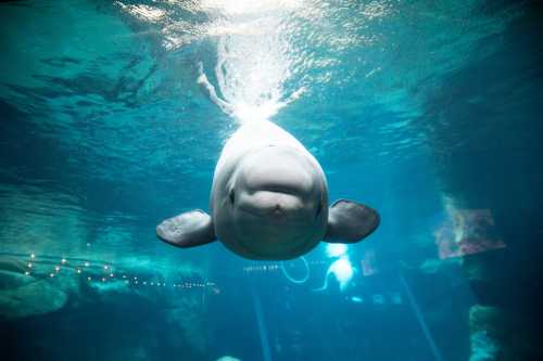 A beluga whale swimming underwater, facing the camera with a serene expression in a clear blue environment.