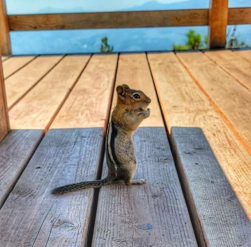 A chipmunk stands upright on wooden planks, holding food, with a scenic view in the background.