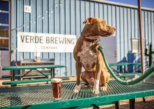 A dog sits on a picnic table next to a pint of beer outside Verde Brewing Company.
