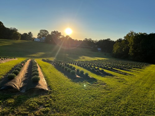 Sunrise over a lush field of lavender plants, with rows neatly arranged on a green hillside.