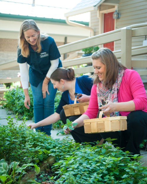 Three women gardening together, smiling and harvesting plants while using baskets in a sunny outdoor setting.