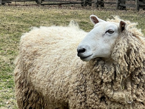 A close-up of a fluffy sheep with curly wool, standing in a grassy field.