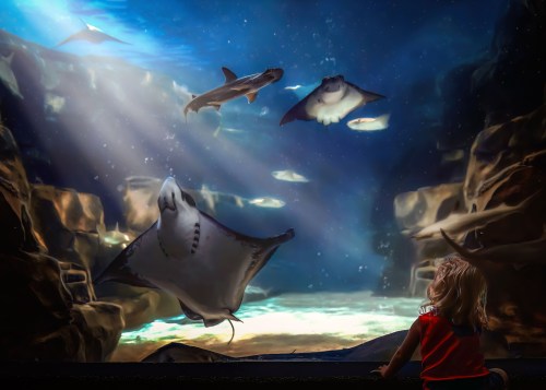 A child watches rays and sharks swimming in a large aquarium, illuminated by beams of light from above.