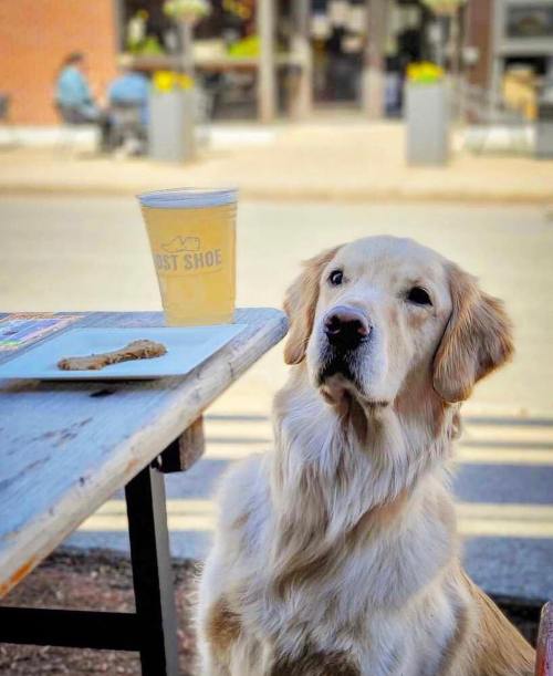 A golden retriever sits at a table with a cookie and a drink, looking curiously at the camera.