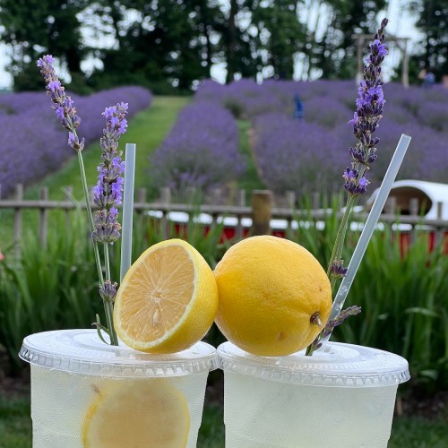 Two refreshing lemonades with lemon slices and lavender sprigs, set against a backdrop of blooming lavender fields.