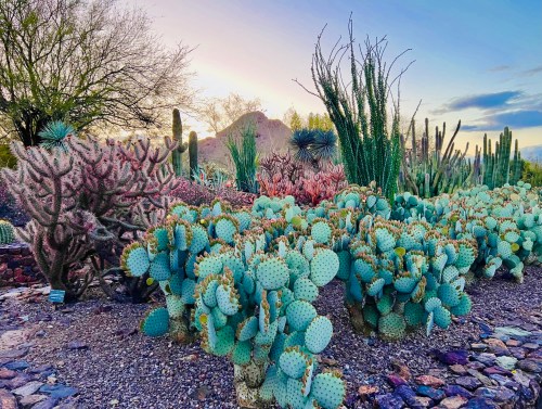 A vibrant desert landscape featuring various cacti and succulents under a colorful sky at sunset.
