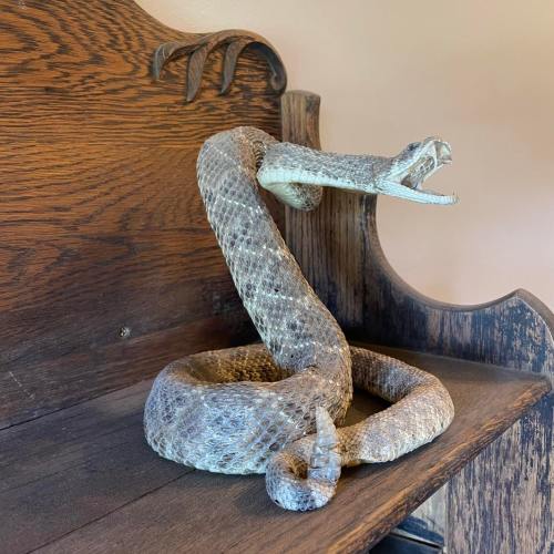 A detailed sculpture of a snake coiled on a wooden surface, with its head raised and mouth open.