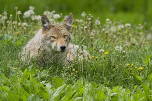 A coyote resting in a grassy field filled with wildflowers and dandelions.