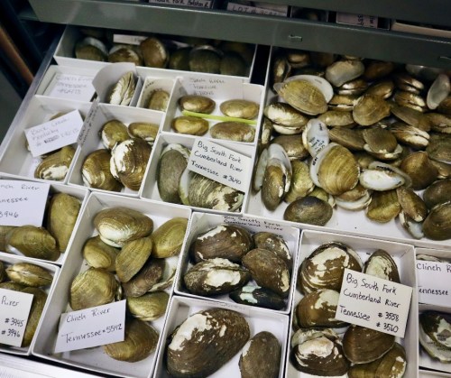 A display of various freshwater mussel shells, labeled with their species and collection locations in Tennessee.