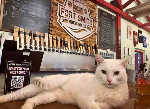 A white cat lounging on a bar counter in a brewery, with beer taps and a sign in the background.