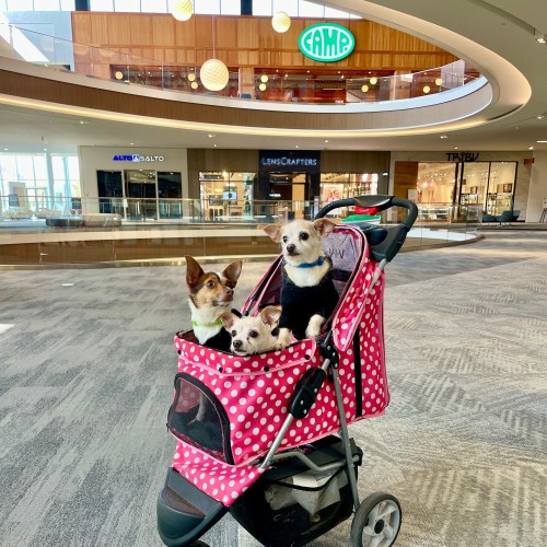 Three small dogs sit in a pink polka dot stroller inside a spacious shopping mall.