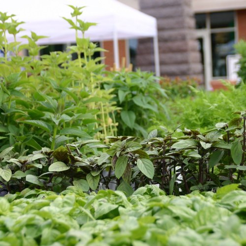A lush garden with various green herbs, including basil, under a white tent in a vibrant outdoor setting.