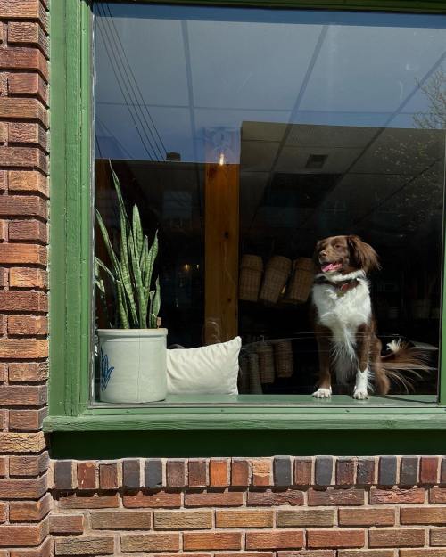 A dog stands in a window, looking outside, with a potted plant and a cushion nearby. Sunlight streams in.