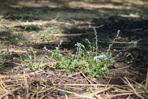 A cluster of small blue flowers growing among dry straw and soil in a shaded area.