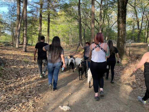 A group of people walking along a dirt path with goats in a wooded area during a sunny day.