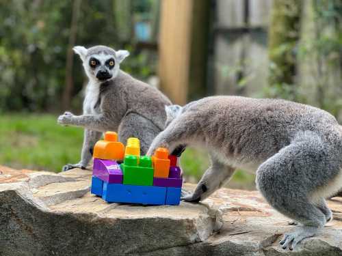 Two lemurs play with colorful building blocks on a rock in a natural setting.