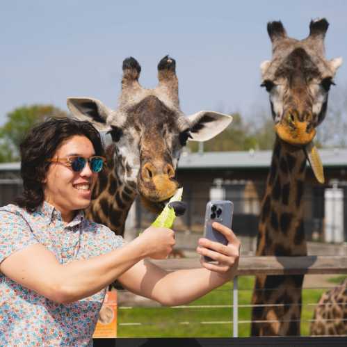 A person takes a selfie with two giraffes at a zoo, smiling and wearing sunglasses on a sunny day.