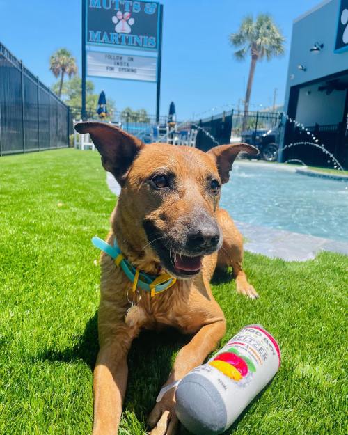 A happy brown dog lies on green grass next to a colorful drink can, with a sign for "Mutts & Martinis" in the background.