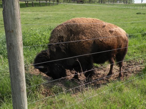 A bison grazing near a fence in a grassy field on a sunny day.