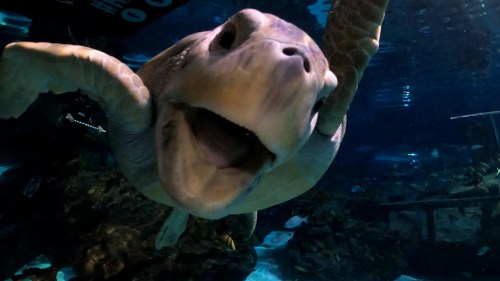A close-up of a sea turtle swimming underwater, with its mouth open and surrounded by blue water and rocks.