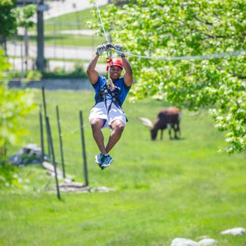 A person zip-lining through a green landscape with trees and a cow grazing in the background.