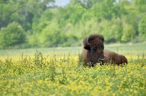 A bison resting in a field of yellow wildflowers, surrounded by lush green trees in the background.