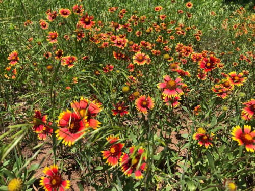 A vibrant field of orange and yellow flowers surrounded by green grass under bright sunlight.