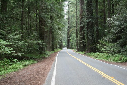 A winding road through a lush, green forest with tall trees on either side.