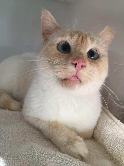 A close-up of a light-colored cat with blue eyes, resting on a soft surface, looking curiously at the camera.