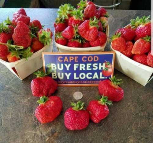 Baskets of fresh strawberries with a sign reading "Cape Cod Buy Fresh Buy Local" and a coin on a table.
