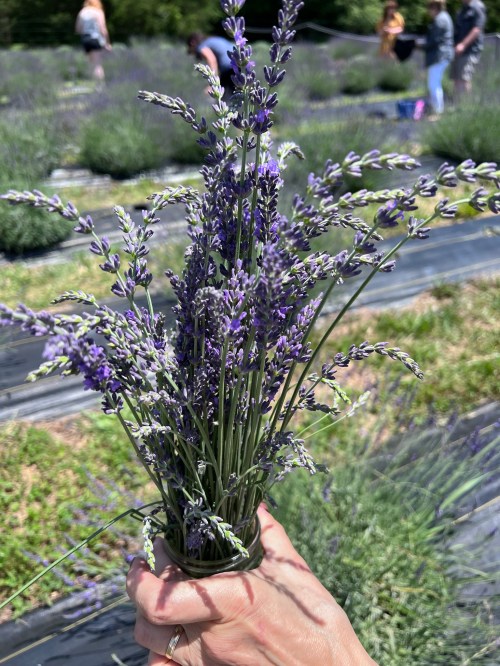 A hand holding a bouquet of fresh lavender flowers in a field with people in the background.