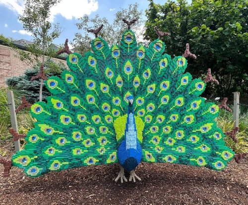 A colorful peacock sculpture made of LEGO bricks, displaying vibrant blue and green feathers in a garden setting.