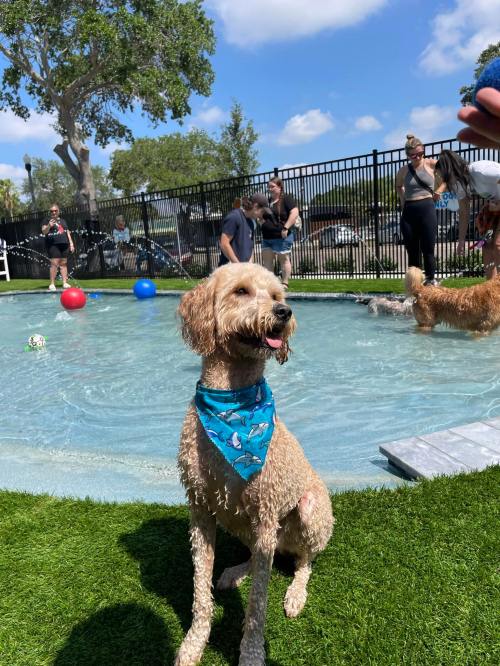A happy dog wearing a blue bandana stands by a pool, with people and other dogs playing in the background.