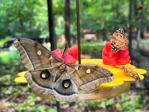 A large moth and two butterflies feeding on watermelon slices at a colorful feeder in a lush garden.