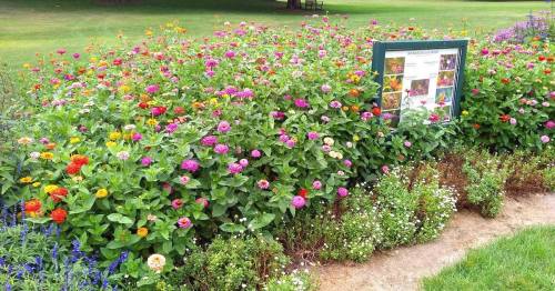 A vibrant flower garden filled with colorful blooms and a sign displaying information about the plants.