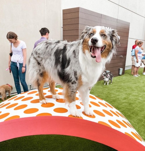 A happy Australian Shepherd stands on a colorful, polka-dotted arch with people and other dogs in the background.