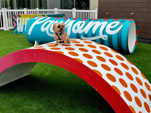 A small dog stands on a colorful, curved play structure in a grassy area, surrounded by vibrant, patterned tubes.