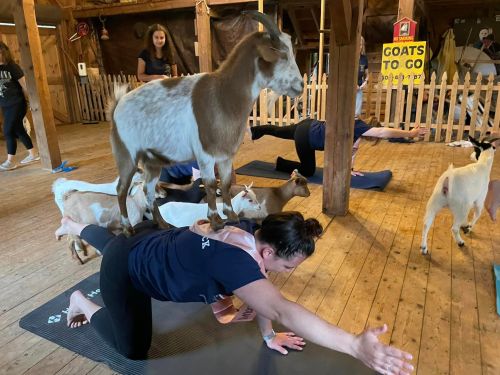 A woman performs yoga on a mat while goats playfully interact around her in a barn setting.