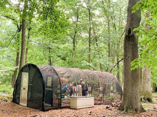 A large, black mesh greenhouse in a wooded area, with people inside tending to plants.