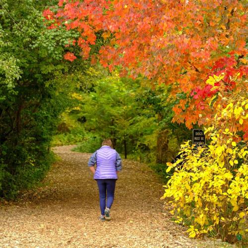 A person walks along a wooded path surrounded by vibrant autumn foliage in shades of red and yellow.